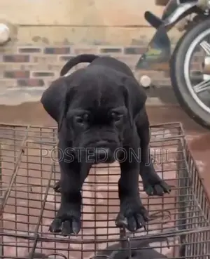 Zakin Cane Corso Mai Tsarki (Wata 1-3)