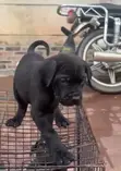 Purebred Cane Corso Puppy (1-3 Months) - 2