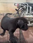 Purebred Cane Corso Puppy (1-3 Months) - 3