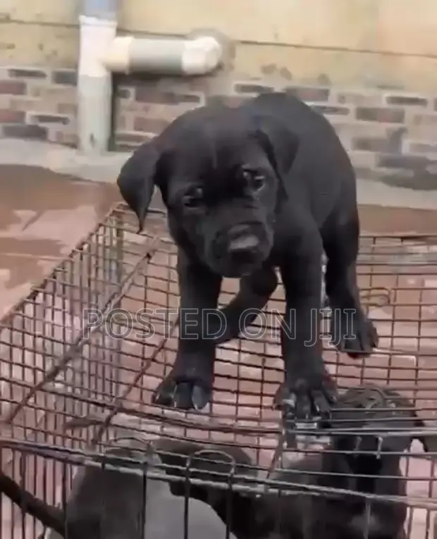 Kare-karen Mace Purebred Cane Corso (Wata 1-3) - 1