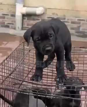 Kare-karen Mace Purebred Cane Corso (Wata 1-3)