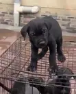 Kare-karen Mace Purebred Cane Corso (Wata 1-3) - 1
