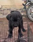 Kare-karen Mace Purebred Cane Corso (Wata 1-3) - 2