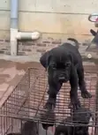 Kare-karen Mace Purebred Cane Corso (Wata 1-3) - 3