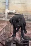 Kare-karen Mace Purebred Cane Corso (Wata 1-3) - 4