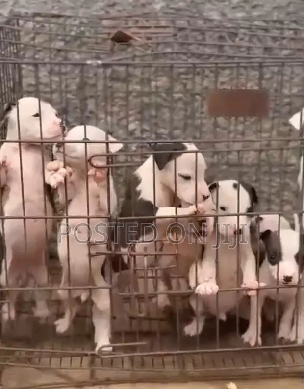 Yar Tsarkin American Pit Bull Terrier - Watan 1-3 - 1