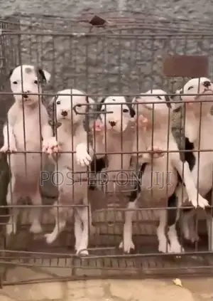 Female Purebred American Pit Bull Terrier Puppy - 1-3 Months