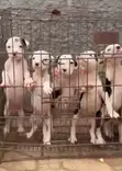 Female Purebred American Pit Bull Terrier Puppy - 1-3 Months - 2