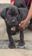 Purebred Cane Corso Puppy (Male, 10 Weeks) - 1