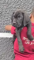 Purebred Cane Corso Puppy (Male, 10 Weeks) - 2