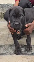 Purebred Female Cane Corso Puppy - 10 Weeks Old - 1