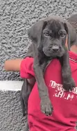 Purebred Female Cane Corso Puppy - 10 Weeks Old - 2