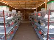 SOK Steel Rabbit Cage System with Feeders & Drinkers - 4