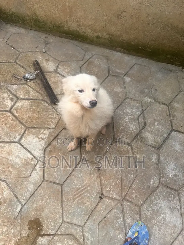 Namijin American Eskimo Mai Tsarki, Shekara 1+ - 1