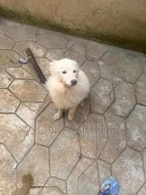 Namijin American Eskimo Mai Tsarki, Shekara 1+
