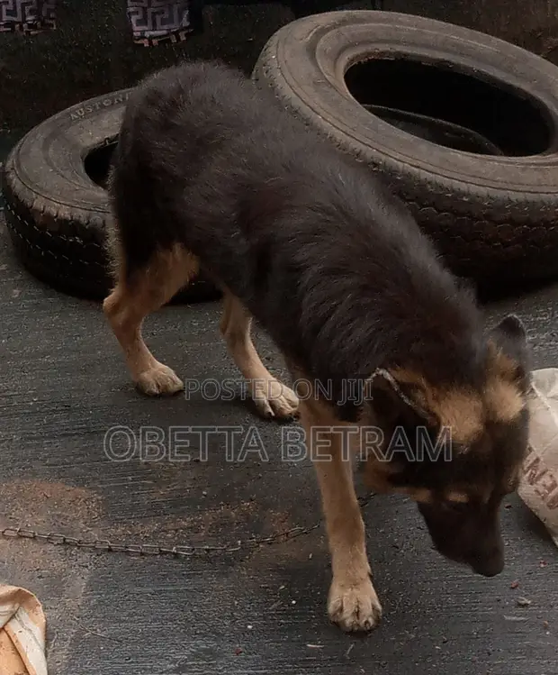 Purebred German Shepherd - 1+ Year Male - 1