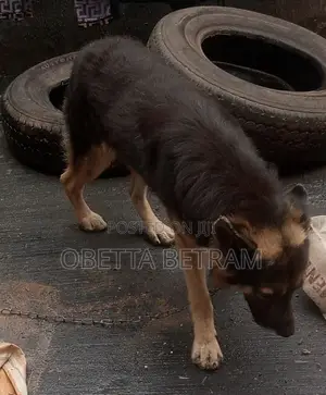Purebred German Shepherd - 1+ Year Male