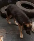 Purebred German Shepherd - 1+ Year Male - 1