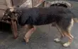 Purebred German Shepherd - 1+ Year Male - 2