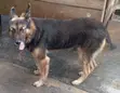 Purebred German Shepherd - 1+ Year Male - 3