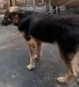 Purebred German Shepherd - 1+ Year Male - 4