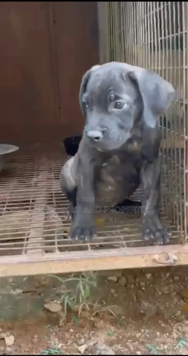 Purebred Boerboel Puppy - Female, 1-3 Months - 1