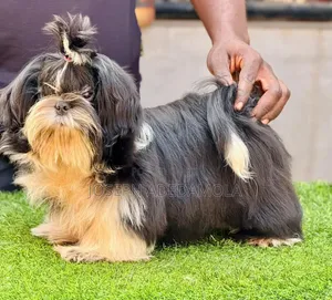 Purebred Lhasa Apso Male Puppy (6-12 Months)