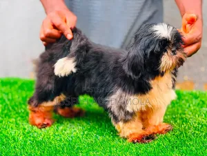 Purebred Female Lhasa Apso Puppy (3-6 Months)