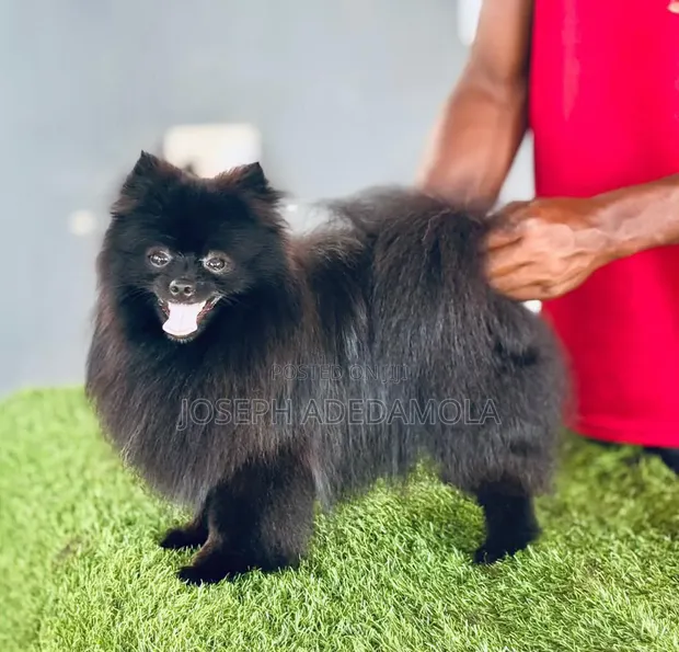 Female Purebred Pomeranian, 3-6 Months - 1