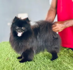 Female Purebred Pomeranian, 3-6 Months