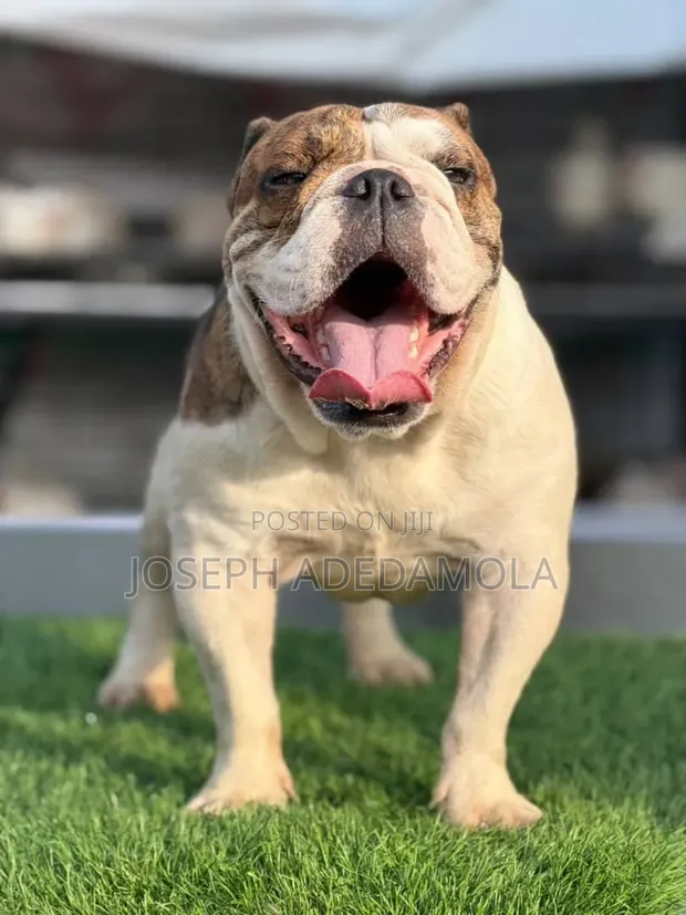 Namijin American Bully Mai Shekara 1+ Mai Tsarki - 1