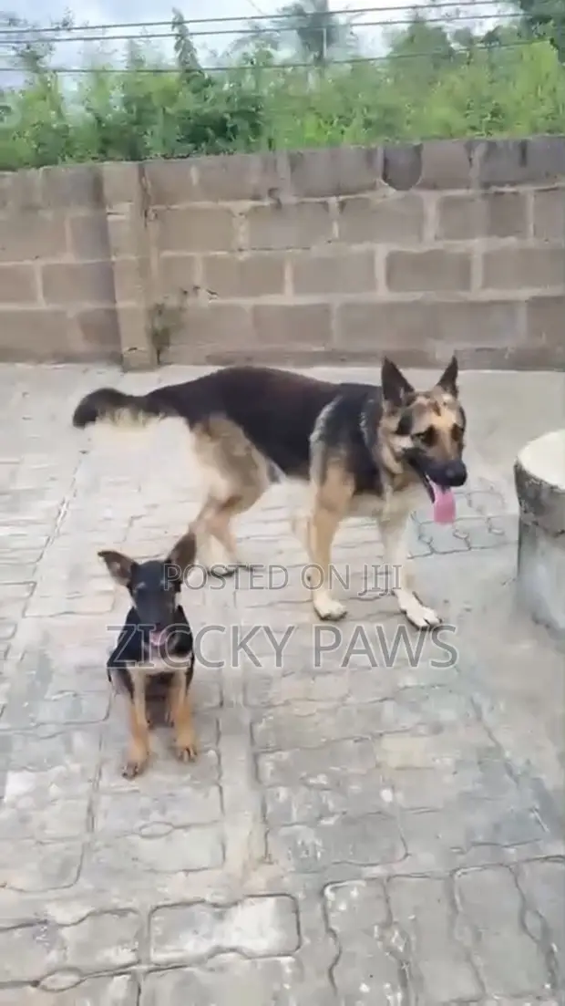 Purebred German Shepherd Puppy - 3-6 Months Old - 1
