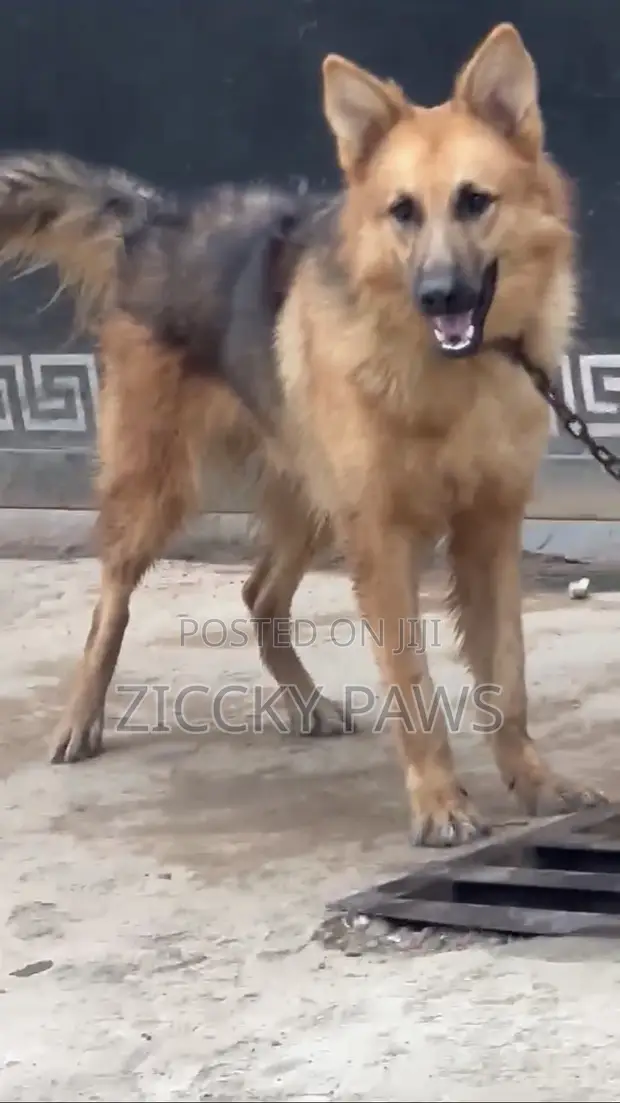 Male German Shepherd, 10 Months Old - 1
