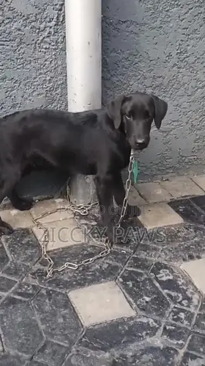 Zuriya Mai Tsarki Ta Labrador Retriever, Wata 4 Da Haihuwa