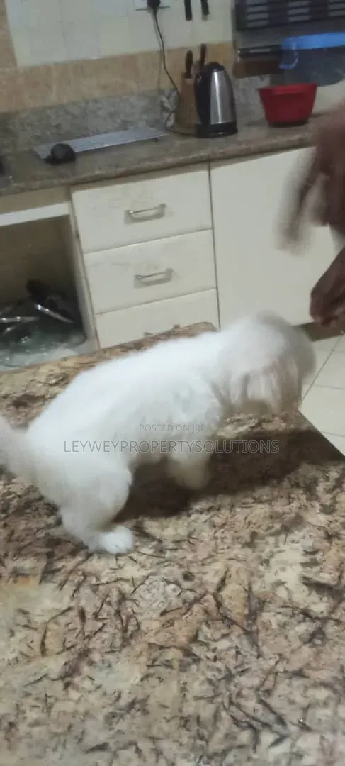 Purebred Lhasa Apso Puppies (1-3 Months) - 1