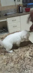 Zuriar Lhasa Apso Mai Kyau (Wata 1-3) - 1