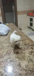 Zuriar Lhasa Apso Mai Kyau (Wata 1-3) - 2
