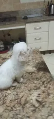 Zuriar Lhasa Apso Mai Kyau (Wata 1-3) - 3