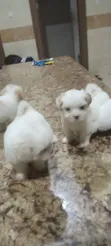 Zuriar Lhasa Apso Mai Kyau (Wata 1-3) - 4