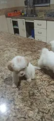 Zuriar Lhasa Apso Mai Kyau (Wata 1-3) - 5