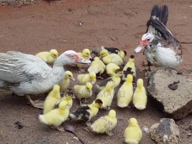 1 Week Old Muscovy Ducklings - 1