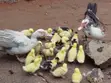 1 Week Old Muscovy Ducklings - 1