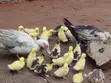 1 Week Old Muscovy Ducklings - 2