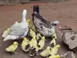 1 Week Old Muscovy Ducklings - 3