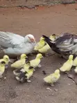 1 Week Old Muscovy Ducklings - 4