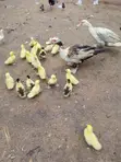 1 Week Old Muscovy Ducklings - 5