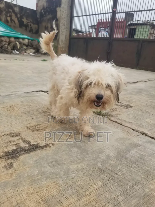 Female Lhasa Apso Puppy, 6-12 Months, Ibadan - 1