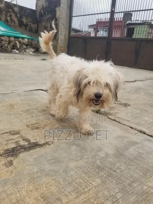 Female Lhasa Apso Puppy, 6-12 Months, Ibadan