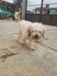 Female Lhasa Apso Puppy, 6-12 Months, Ibadan - 1