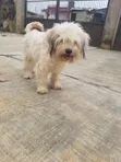 Female Lhasa Apso Puppy, 6-12 Months, Ibadan - 2